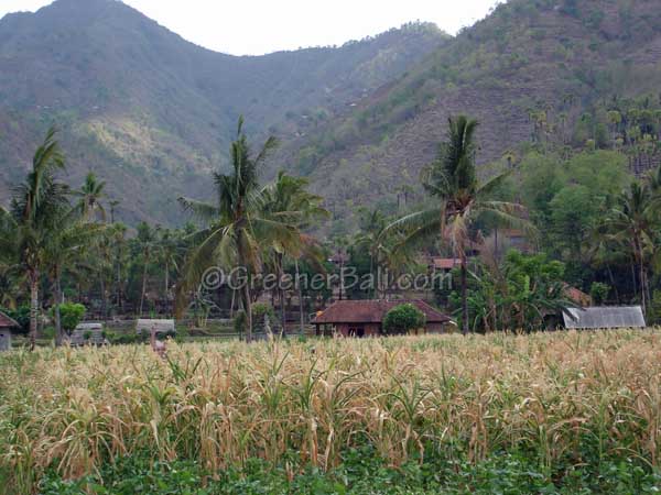 corn field amed bali