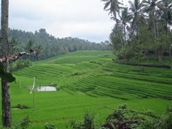 rice fields around antosari on the way to balian beach