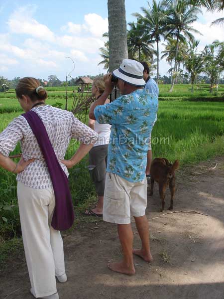 victor mason on the bali bird watching tour 