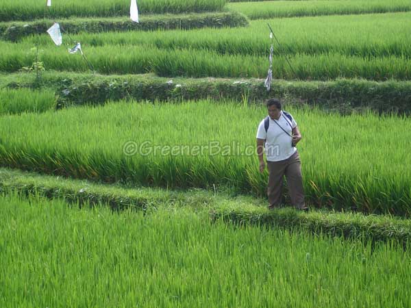 pink bali bird tour ubud 