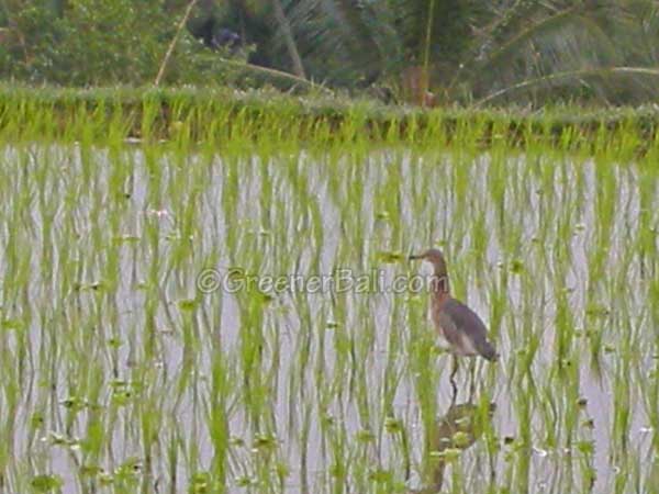 herons lookout during the bali bird walk 