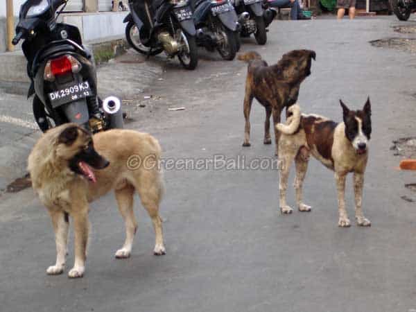 bali dog rabies 