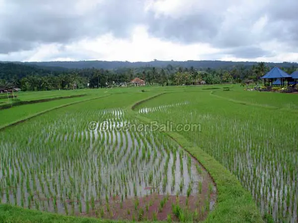 irriagation system bali ricefields