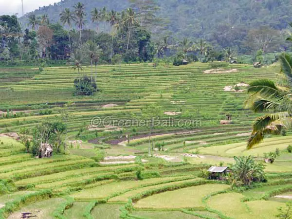 the subak organises the rice terraces bali indonesia