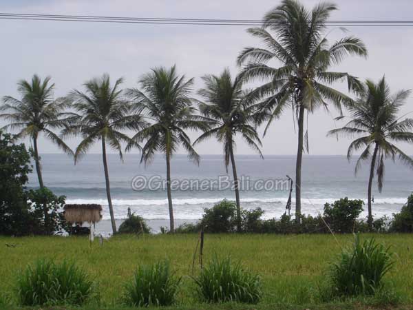 rice fields at Balian beach in Bali