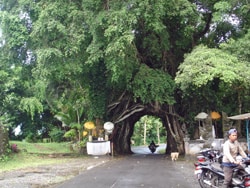 at the bulong tree in the Tabanan regency