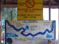 gili trawangan turtle conservation