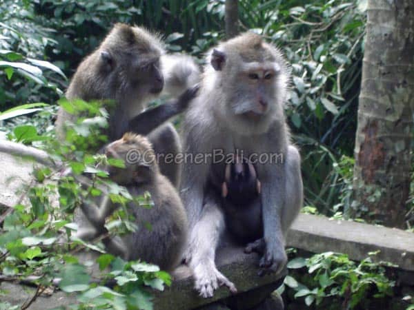 monkeys at monkey forest ubud bali 