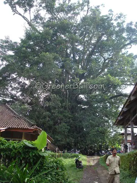 banyan tree nearby munduk 