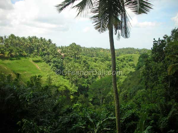 view neka museum ubud 