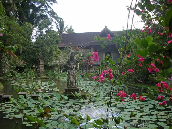 lotus pond at the puri lukisan museum in ubud