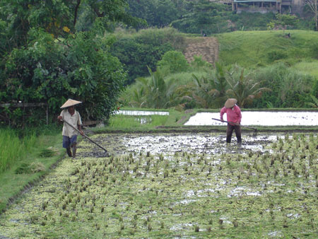 ricefields sari organik ubud