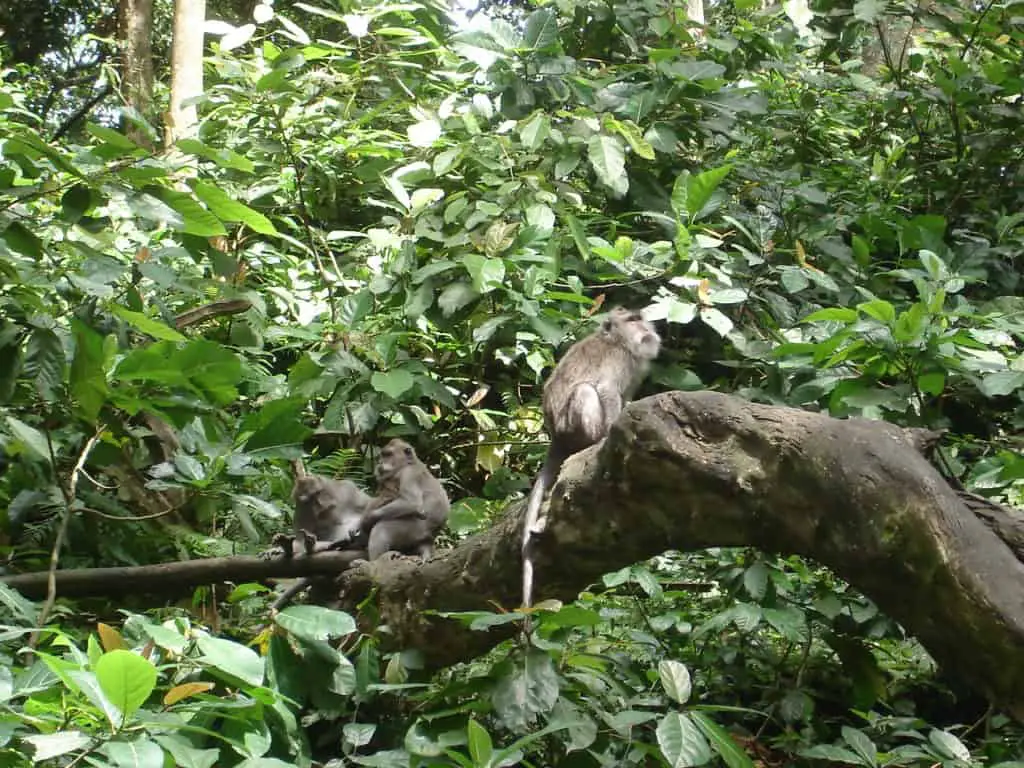 monkeys playing at the monkey forest in ubud