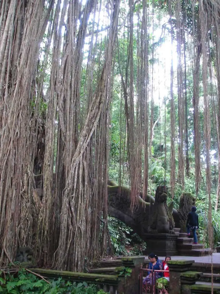 balinese woman sitting under a huge banyan tree at the monkey forest