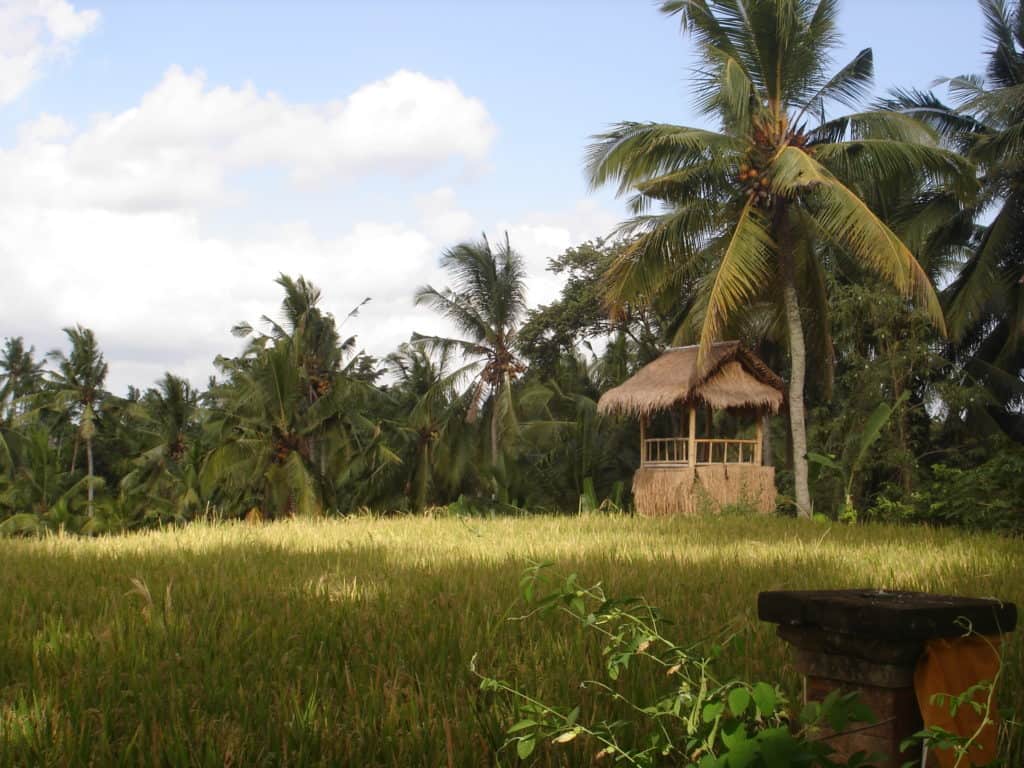 the sun is shining on the golden rice fields north of ubud
