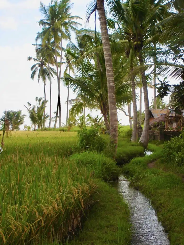 small path and stream at the ubud rice field walk