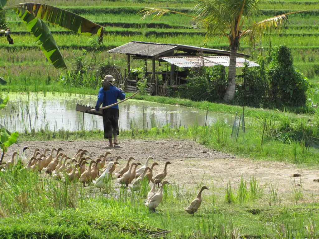 herd of ducks in the rice fields north of Jalan Kajeng in Ubud