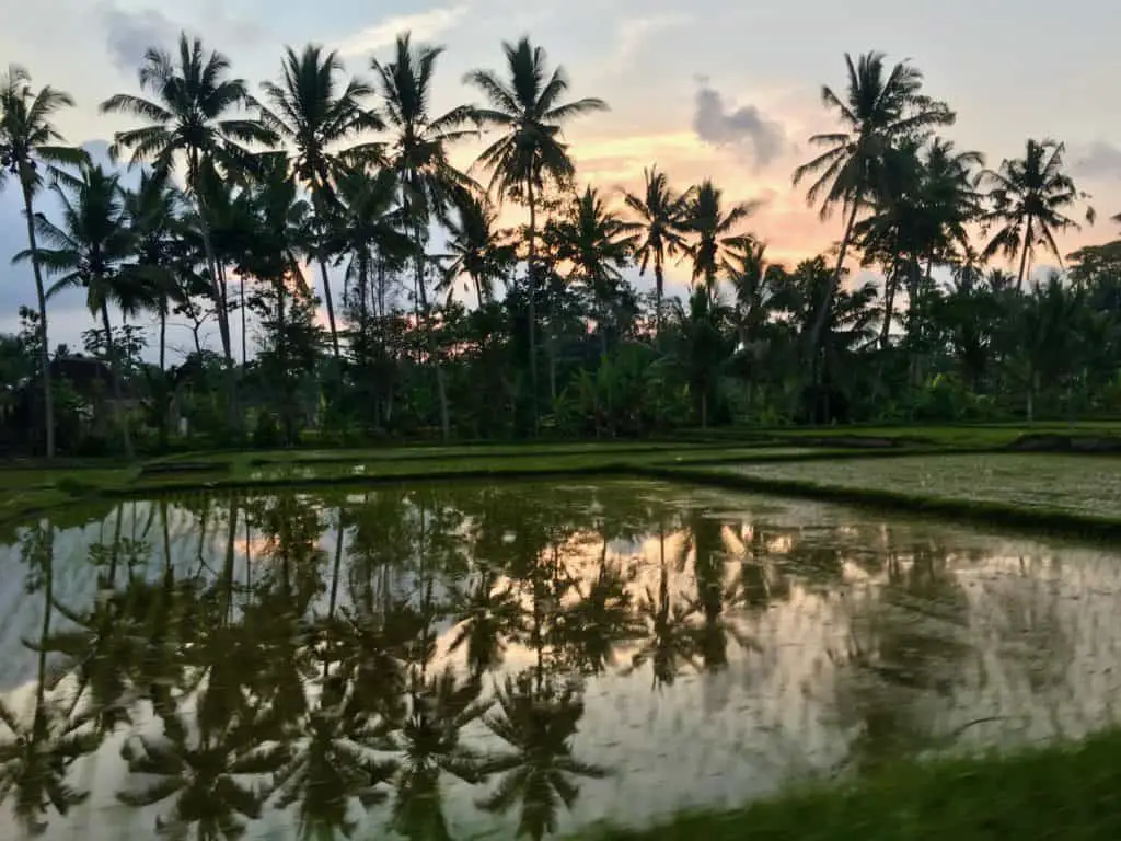 sunset at the rice fields near Tegalalang
