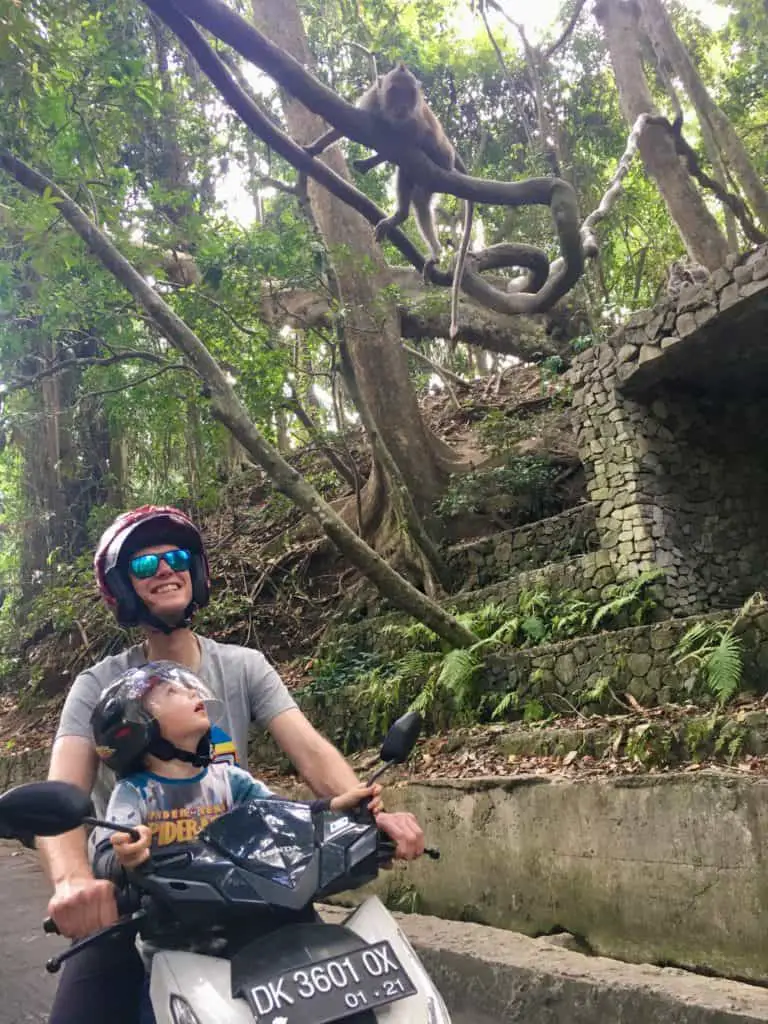 monkey climbing on a branch at the ubud monkey forest