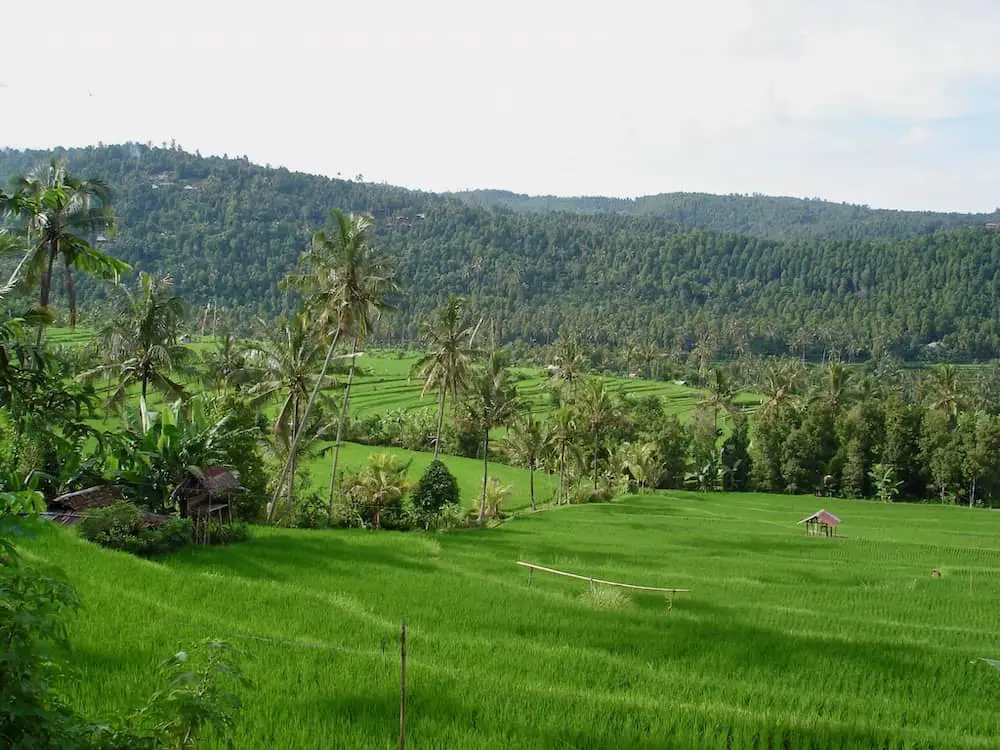 the Mayong rice fields near Munduk