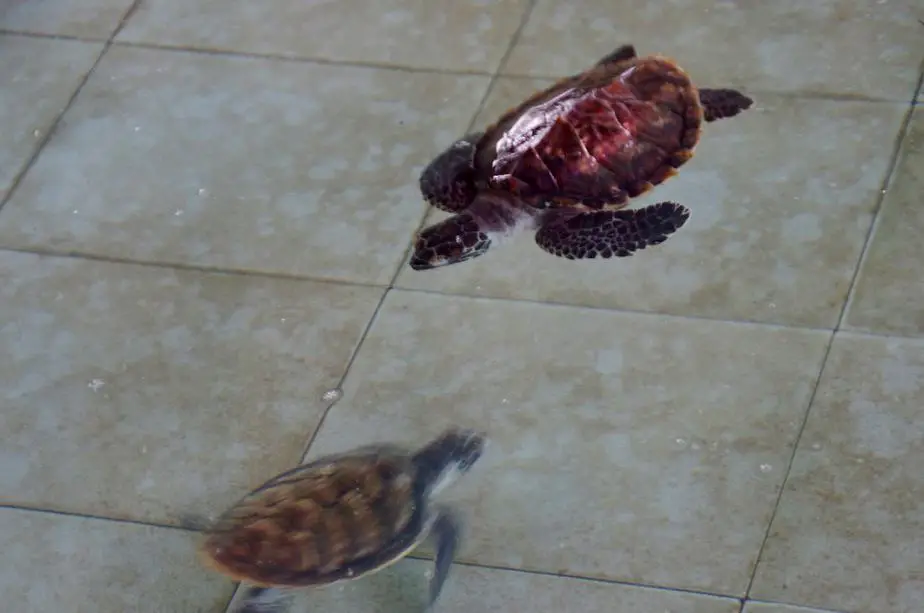 baby turtles at TCED Serangn in Bali