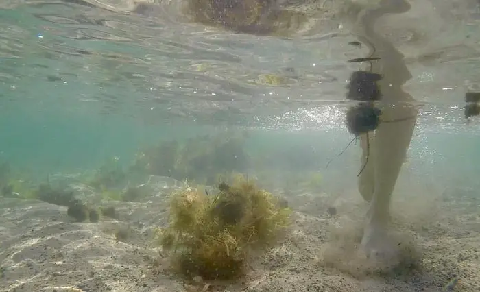 pieces of seaweed floating on the bottom of the ocean at Geger beach