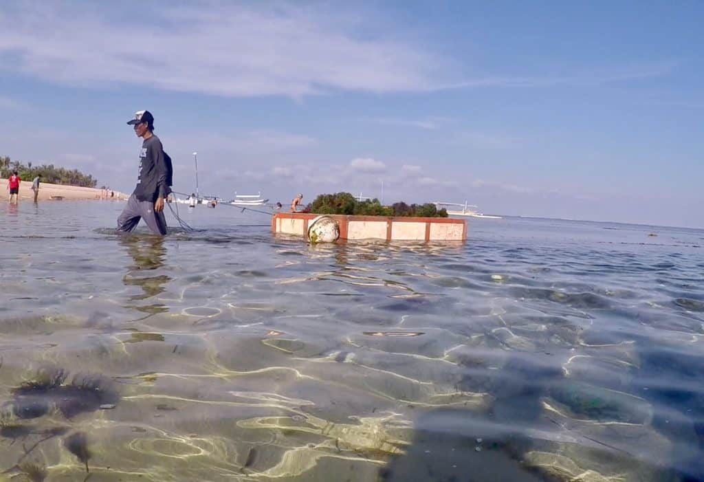 balinese men bringing in seaweed on the shore at Geger beach