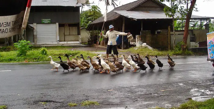 Balinese flock of ducks on the road in Bangli