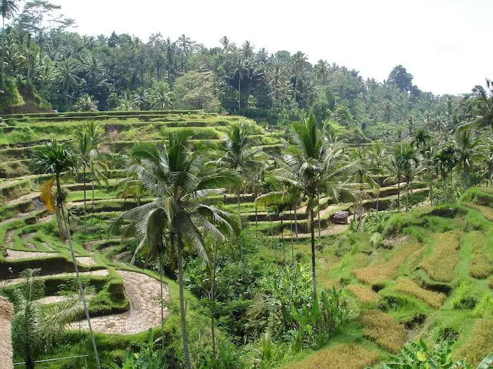rice paddies of Ceking near Tegallalang