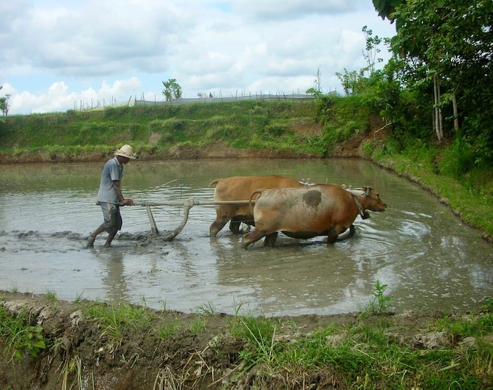 Balinese farmer ploughing his fields with two bulls