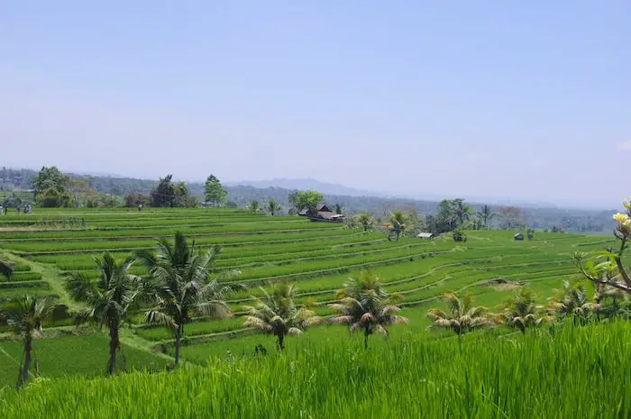 view on the jatiluwih rice fields in Bali