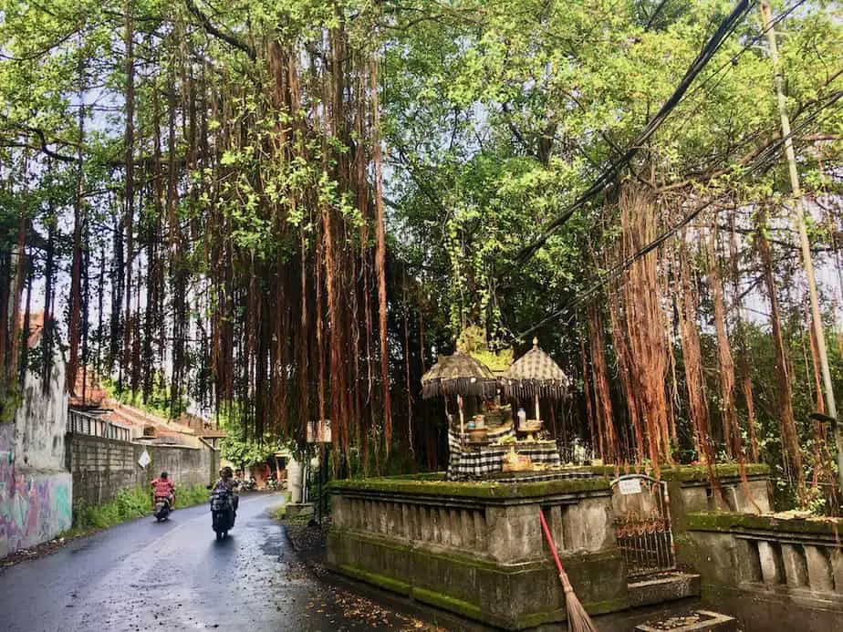 temple in Bali under a huge banyan tree in Jimbaran Bay 