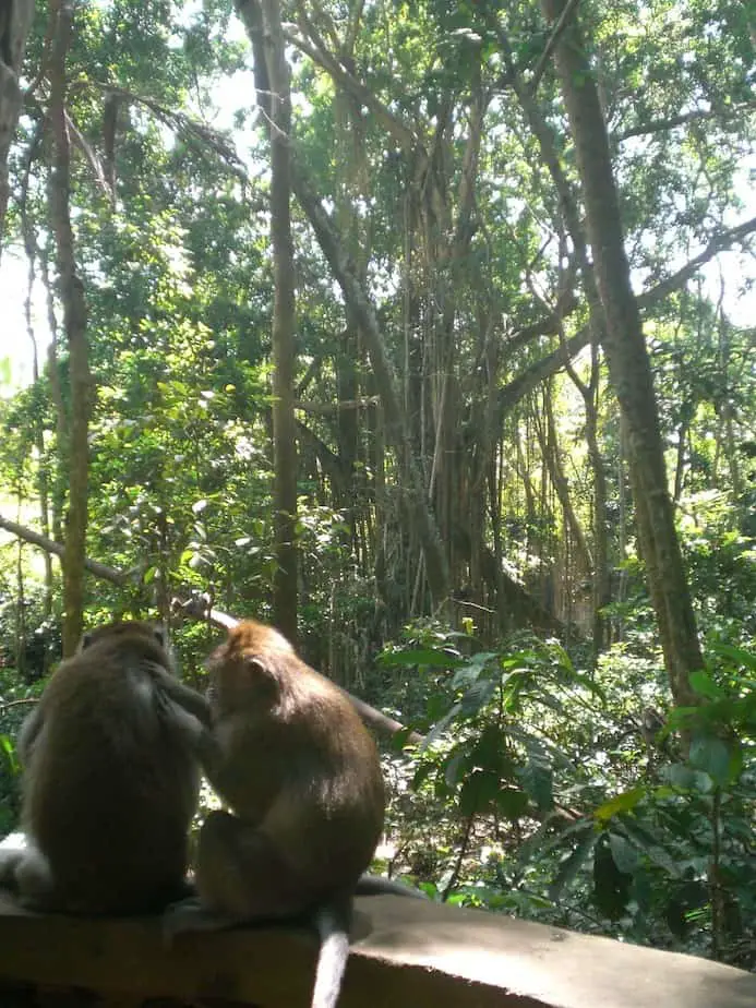 two monkeys at the Monkey Forest in Ubud