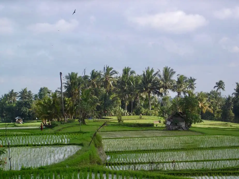 rice fields just outside Ubud