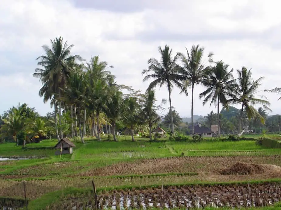 palm trees and huts at the Kajeng rice field walk 