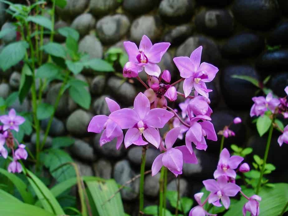 orchids at the Duta Orchid Garden