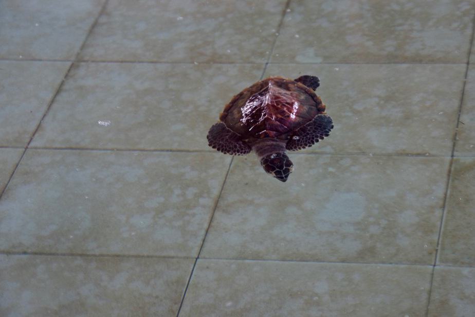 Hawksback sea turtle swimming in a basin in Serangan island