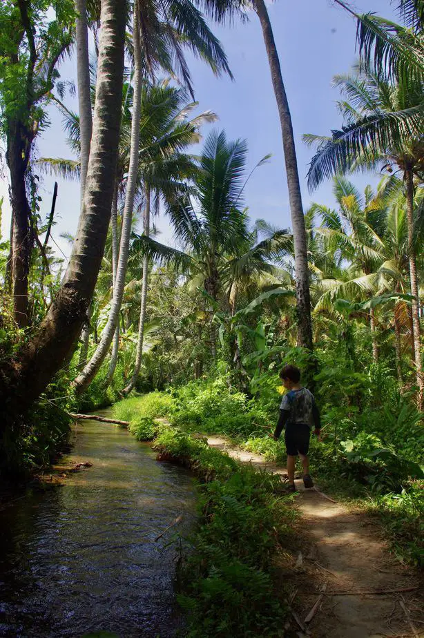 one of the best things to do in Ubud is walking in the rice fields