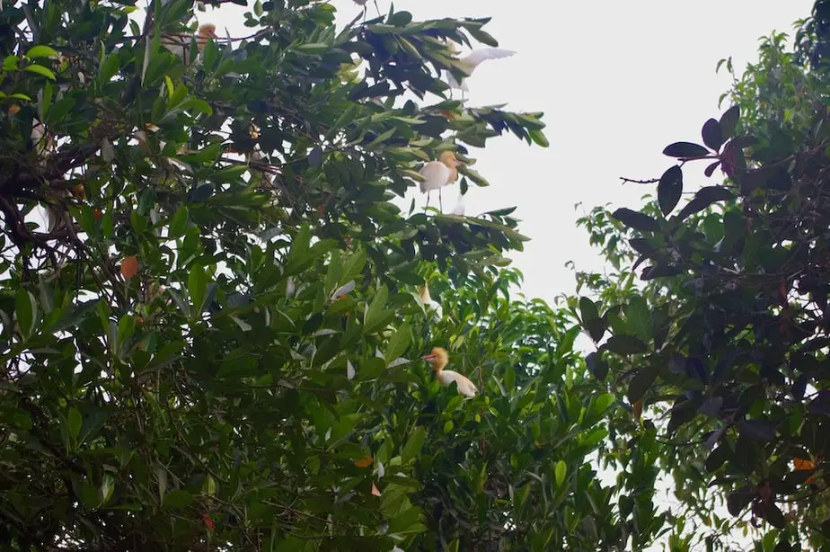 herons in the trees at Petulu village north of Ubud