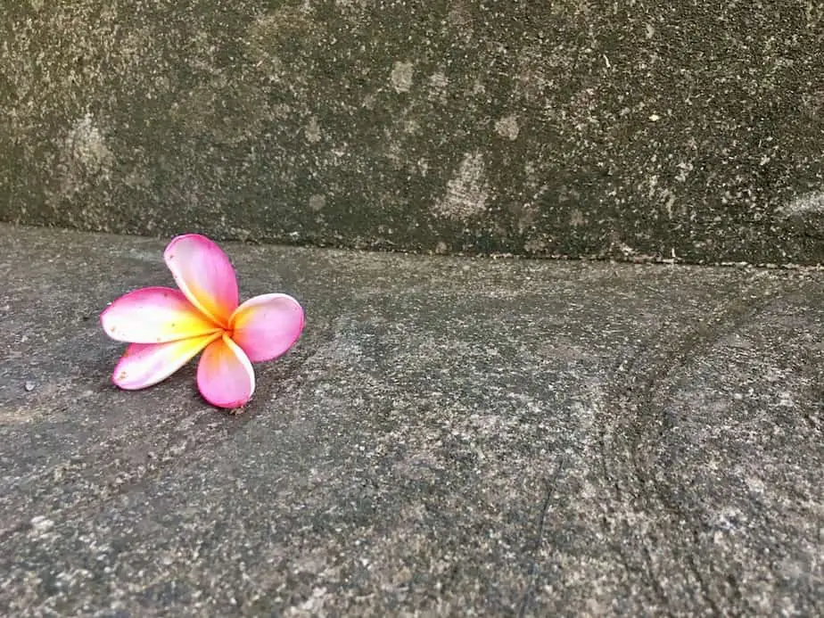 frangipani flower on a Balinese statue