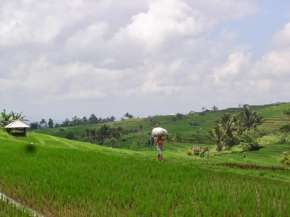 Balinese farmer with a big bag on his head at the Jatiluwih rice terraces