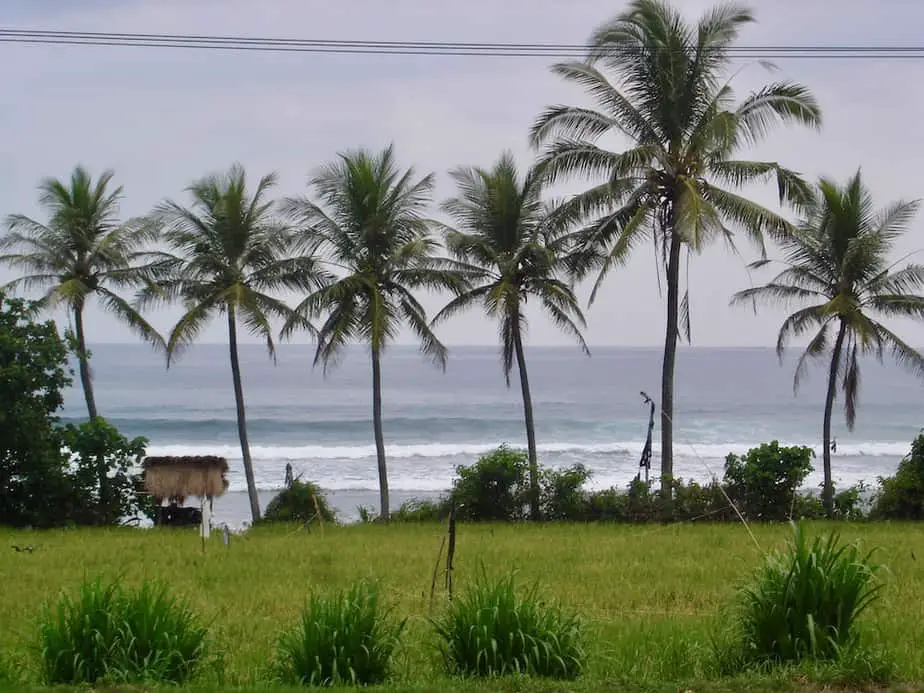 swaying palm trees at Balian Beach  in West Bali