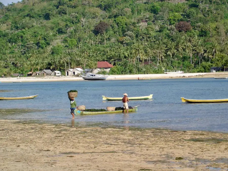 seaweed farming on Nusa Lembongan