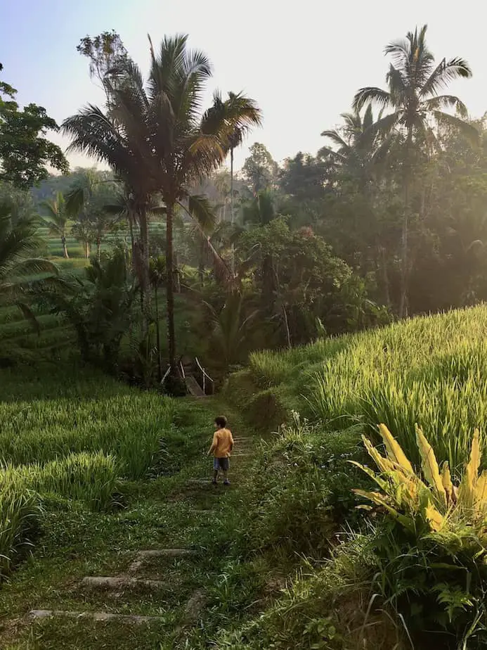 our little son walking in the rice fields at the Sari Devi Ecolodge in Bali