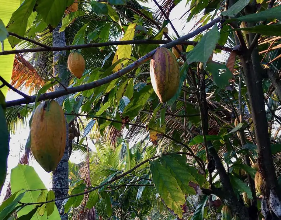 cocoa fruits at a cocoa plantation in the Batukaru area