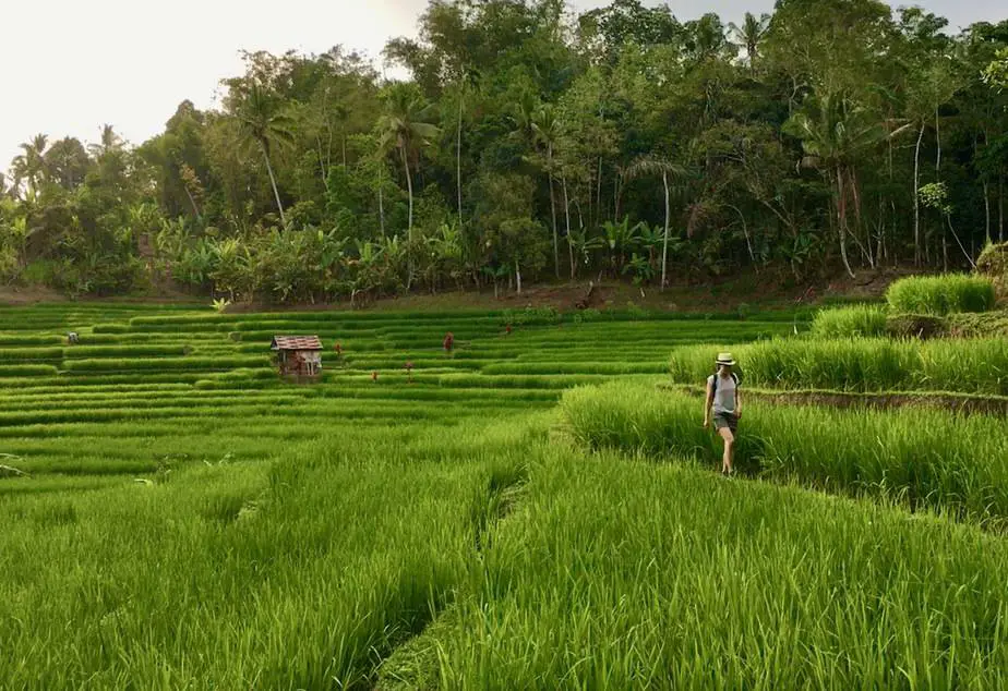 walking in the rice terraces in the Batukaru area