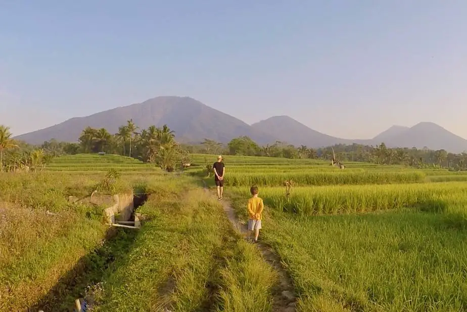 green rice terraces in Wongayagede near Mount Batukaru