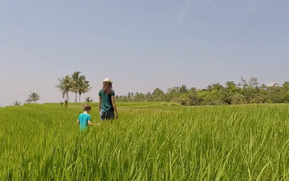 walking in the rice fields of Tabanan in Bali