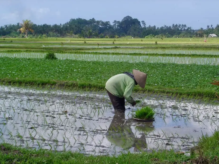 farmer planting seedlings, road to lovina beach