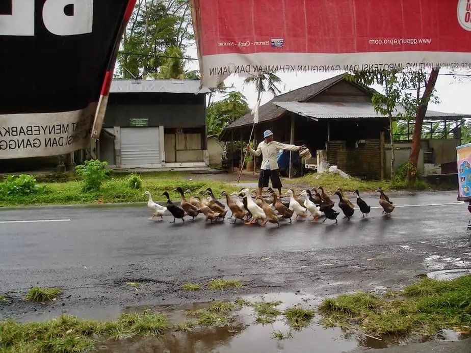 Balinese duck herd guiding his flock of ducks